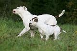 BOULEDOGUE AMERICAIN 362